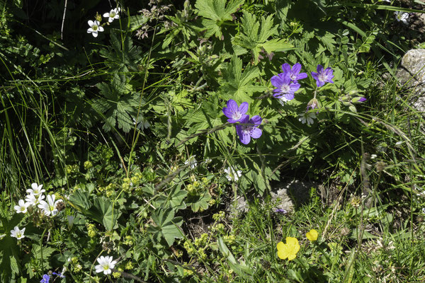 Flora am Lac de Gaube