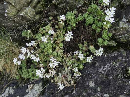 Flora an der Nive 