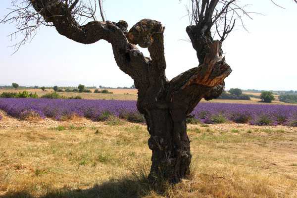 Bild: Lavendeltour hier bei Valensole 