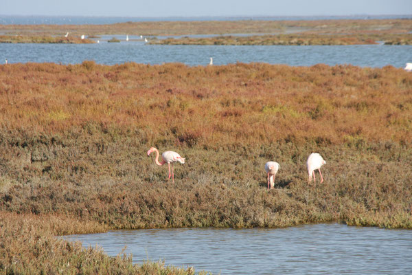 Bild: Flamingos in der Camargue