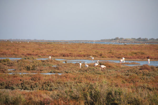 Bild: Natur pur in der Camargue