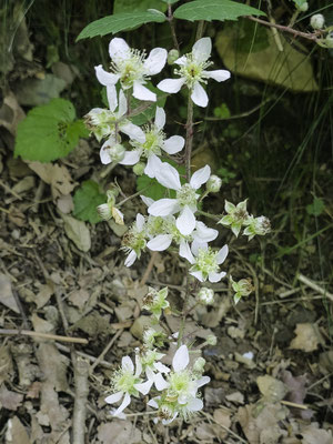 Flora an der Nive