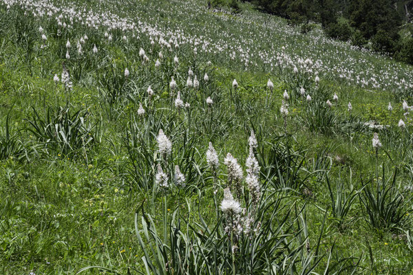 Flora am Lac de Gaube
