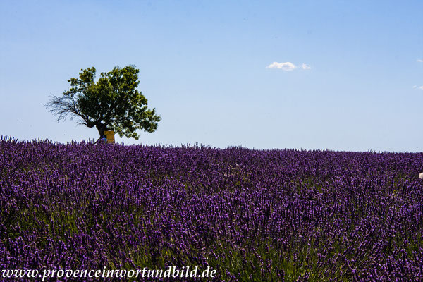 Bild: Lavendeltour hier auf dem Plateau Valensole 