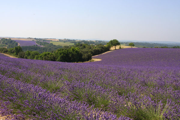 Bild: Lavendeltour hier bei Valensole 