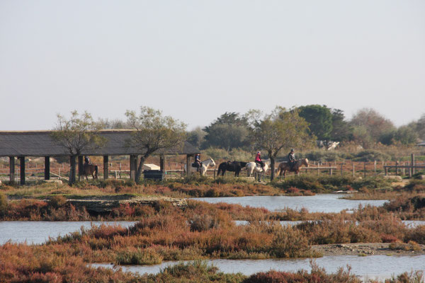 Bild: Reiter in der Camargue