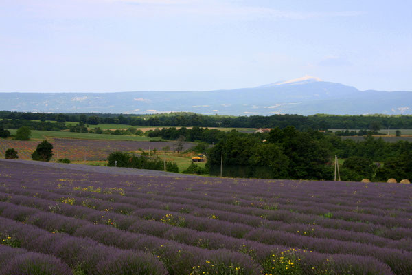Bild: Lavendelroute hier auf dem Plateau bei Sault 