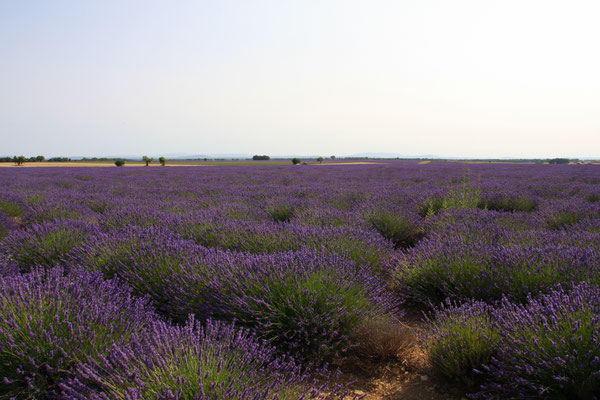 Bild: Lavendeltour hier auf dem Plateau Valensole 