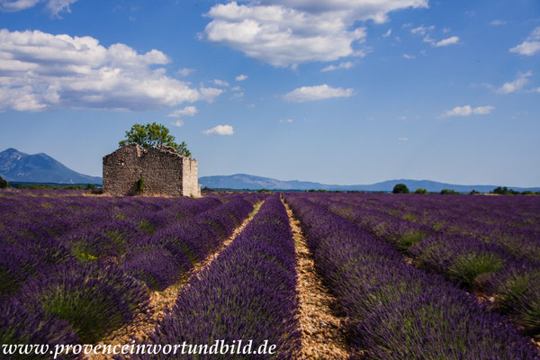 Bild: Lavendeltour hier auf dem Plateau Valensole 