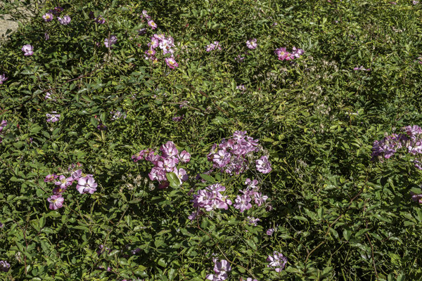 Bild: im Garten der Abbaye Saint-Marie de Fontfroide 