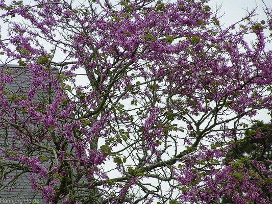 Bild: Jardin des Plantes in Avranches, Normandie 