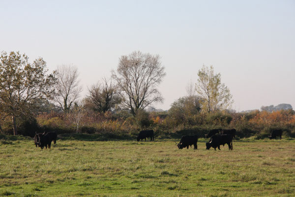 Bild: Die schwarzen Stiere der Camargue