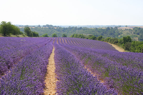 Bild: Lavendeltour hier bei Valensole 