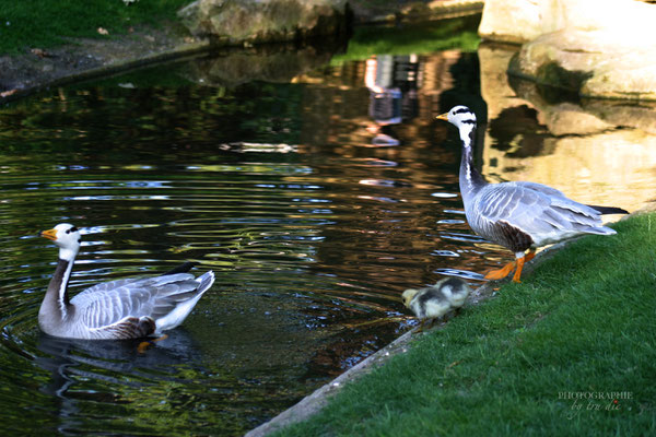 Bild: Park Square des Batignolles in Paris 