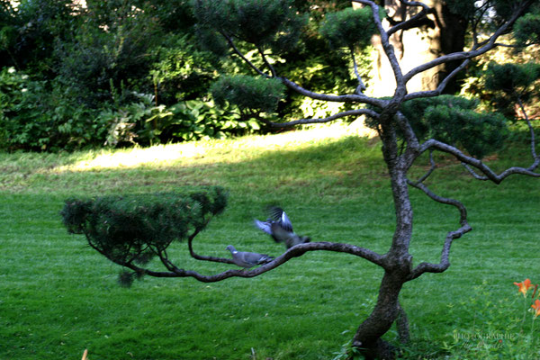 Bild: Park Square des Batignolles in Paris 