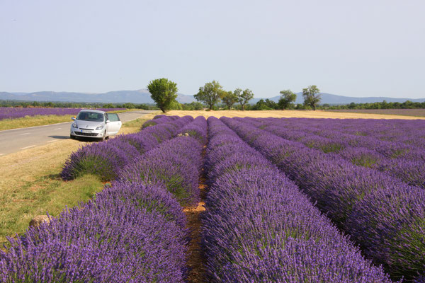 Bild: Lavendeltour hier auf dem Plateau Valensole 