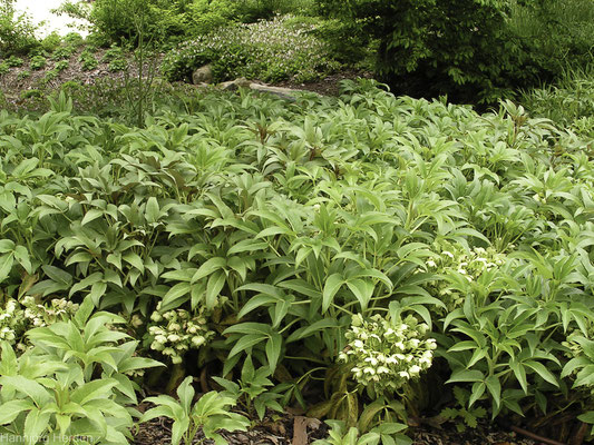 Bild: Jardin des Plantes in Avranches, Normandie 