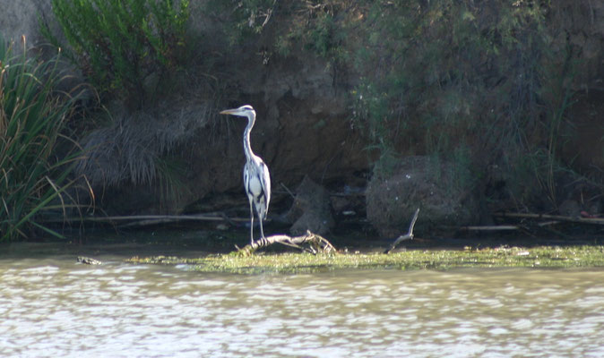 Bild: Hausboot-Tour auf dem Canal du Rhône a Sète und Étang de Thau in den Canal du Midi 