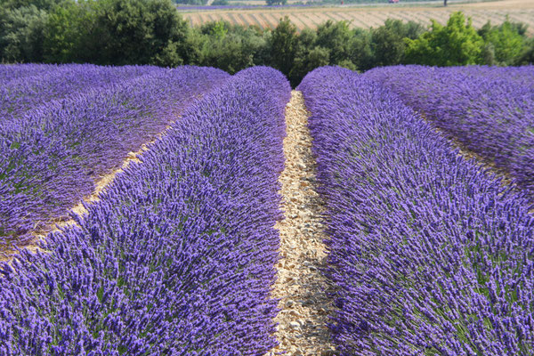 Bild: Lavendeltour hier bei Valensole 