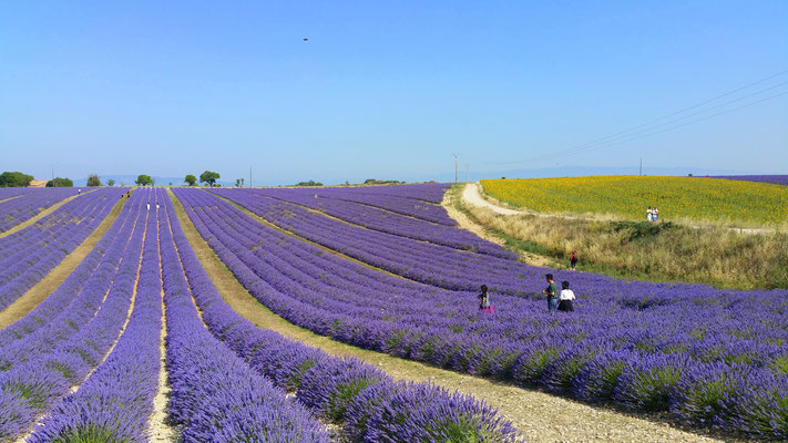 Bild: Lavendeltour hier bei Valensole 