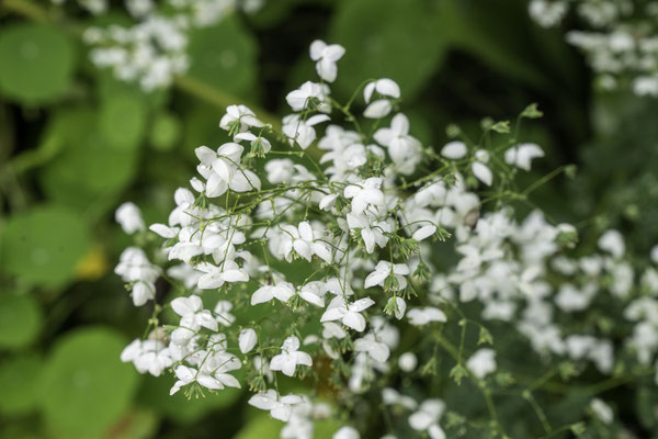 Bild: Botanischer Garten in Quimper 