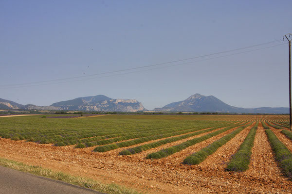 Bild: Lavendeltour hier auf dem Plateau Valensole 