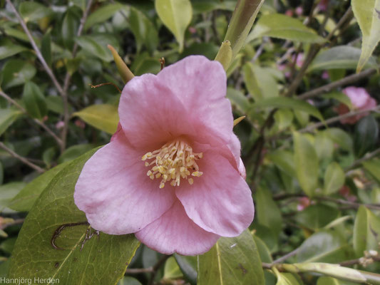 Bild: Jardin des Plantes in Avranches, Normandie 