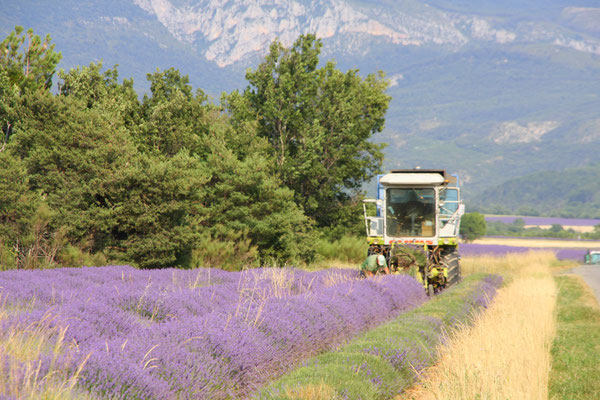 Bild: Lavendeltour hier auf dem Plateau Valensole 