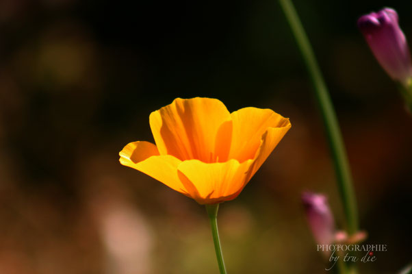 Bild: Impressionen aus dem Parc de Bercy in Paris 