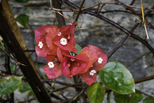 Bild: Botanischer Garten in Quimper 