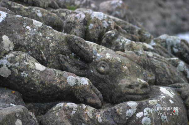 Bild: Les Rochers sculptés de Rothéneuf 