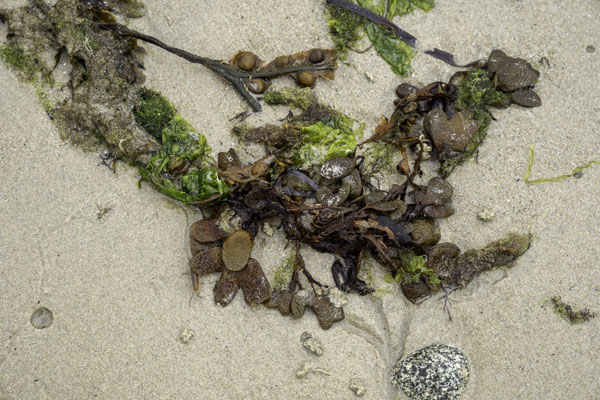 Bild: Rosa Granitküste in der Bretagne 