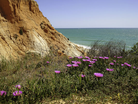 Bild: Praia da Falésia 