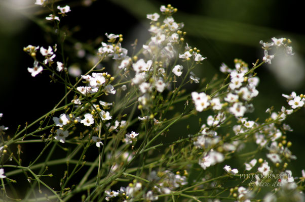 Bild: Impressionen aus dem Parc de Bercy in Paris 