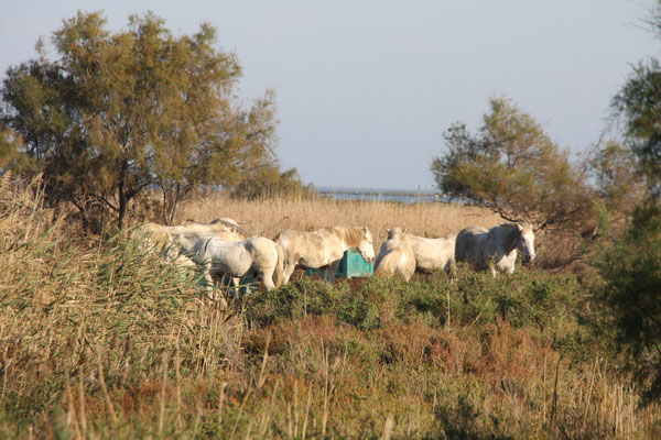 Bild: Camarguepferde