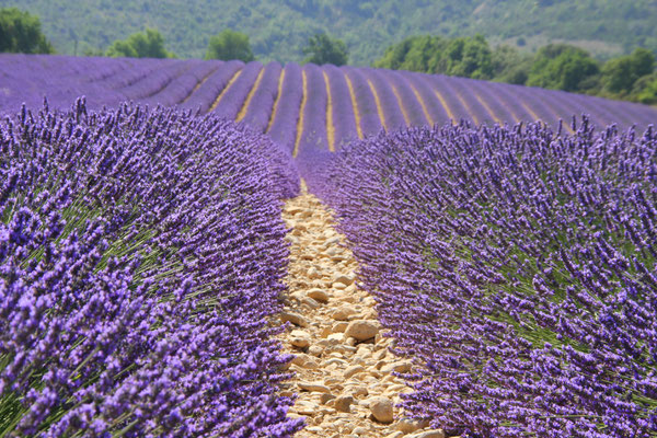 Bild: Lavendeltour hier bei Valensole 