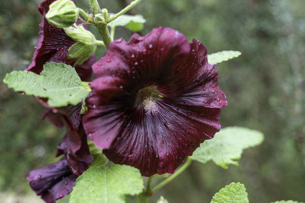 Bild: Botanischer Garten in Quimper 