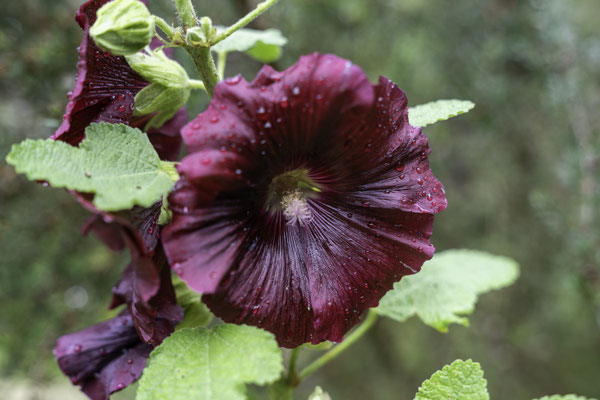 Bild: Botanischer Garten in Quimper 