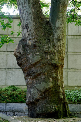 Bild: Impressionen aus dem Parc de Bercy in Paris 