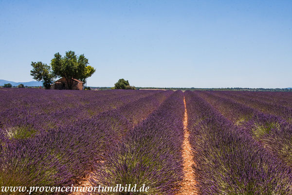 Bild: Lavendeltour hier bei Valensole 