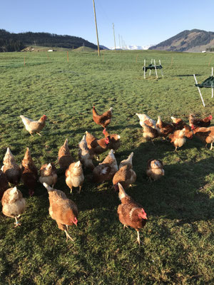 Zur Zeit sind es 36 Hühner, welche für frische Eier sorgen