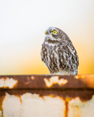 Steinkauz - Little owl - Athene noctua