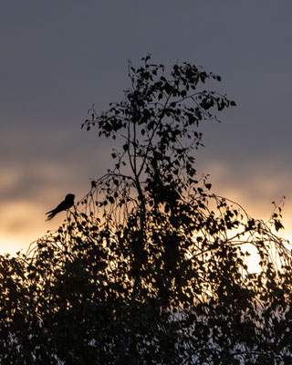 Ziegenmelker - European nightjar - Caprimulgus europaeus