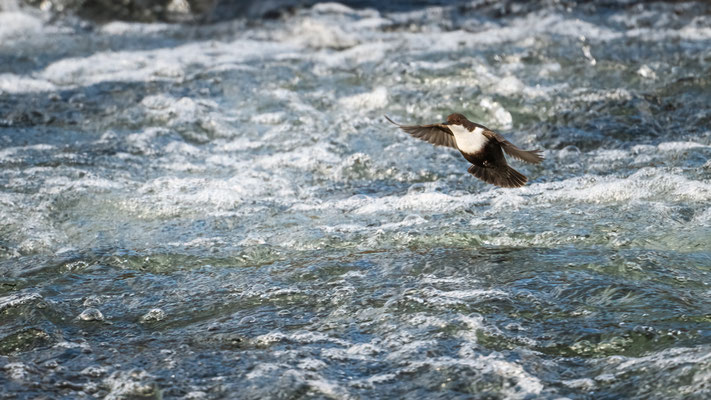 Wasseramsel - Dipper - Cinclus cinclus 