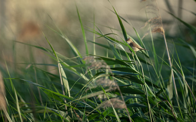 Sumpfrohrsänger - Acrocephalus palustris