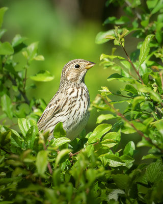 Grauammer - Emberiza calandra