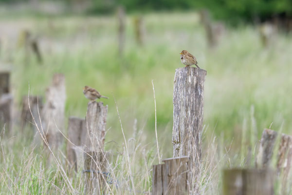 Grauammer - Emberiza calandra