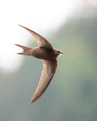 Mauersegler - Common swift - Apus apus