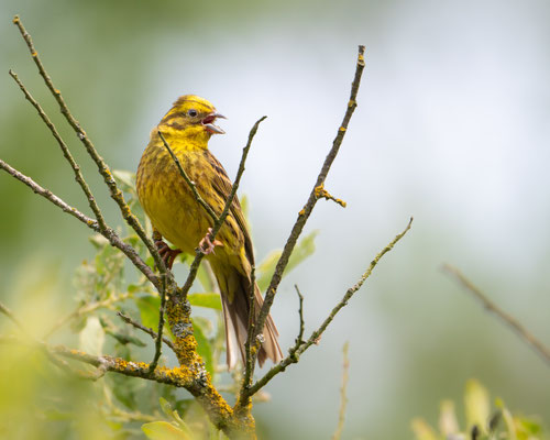 Goldammer - Yellowhammer - Emberiza citrinella