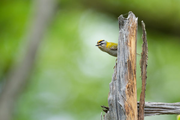 Sommergoldhähnchen - Firecrest - Regulus ignicapilla